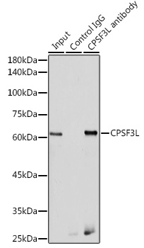 Anti-CPSF3L Antibody (CAB6566)