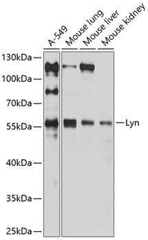 Anti-Lyn Antibody (CAB11385)