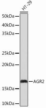 Anti-AGR2 Antibody