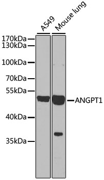 Anti-ANGPT1 Antibody (CAB7877)