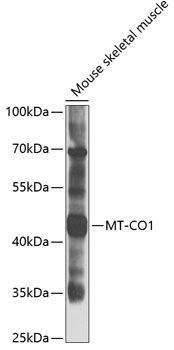 Anti-COX1 Antibody (CAB7531)