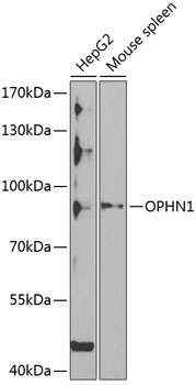 Anti-OPHN1 Antibody (CAB6940)