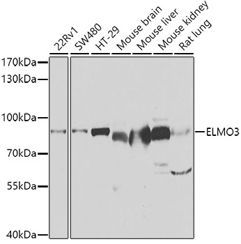 Anti-ELMO3 Antibody (CAB7182)