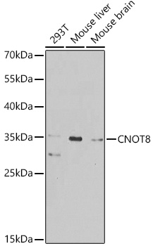 Anti-CNOT8 Polyclonal Antibody (CAB8058)