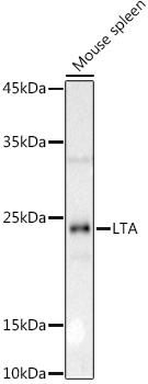 Western blot analysis of extracts of Mouse spleen, using LTA antibody at 1:1000 dilution. Secondary antibody: HRP Goat Anti-Rabbit IgG (H+L) at 1:10000 dilution. Lysates/proteins: 25ug per lane. Blocking buffer: 3% nonfat dry milk in TBST. Detection: ECL Basic Kit. Exposure time: 30s.