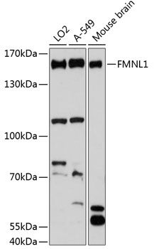 Anti-FMNL1 Antibody (CAB13010)