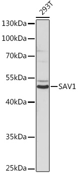 Anti-SAV1 Antibody [KO Validated] (CAB18667)