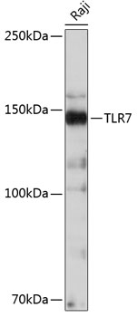 Anti-TLR7 Antibody (CAB19126)