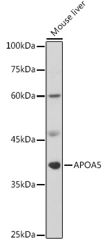 Anti-APOA5 Antibody (CAB1424)