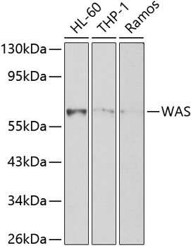 Anti-WAS Antibody (CAB0978)