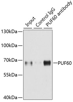 Anti-PUF60 Antibody (CAB6709)