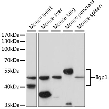 Anti-Iigp1 Antibody (CAB15226)