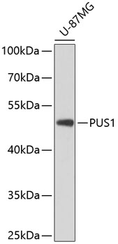Anti-PUS1 Polyclonal Antibody (CAB8720)