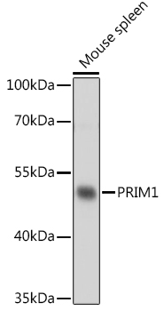 Anti-PRIM1 Antibody (CAB16959)