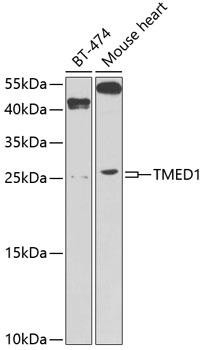 Anti-TMED1 Polyclonal Antibody (CAB9963)