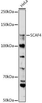 Western blot analysis of extracts of HeLa cells, using SCAF4 antibody at 1:1000 dilution. Secondary antibody: HRP Goat Anti-Rabbit IgG (H+L) at 1:10000 dilution. Lysates/proteins: 25ug per lane. Blocking buffer: 3% nonfat dry milk in TBST. Detection: ECL Enhanced Kit. Exposure time: 180s.