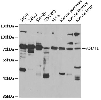Anti-ASMTL Antibody (CAB7021)