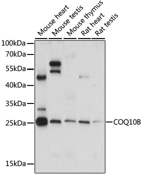 Anti-COQ10B Antibody (CAB15193)