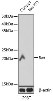 Anti-Bax Rabbit Monoclonal Antibody [KO Validated] (CAB18642)