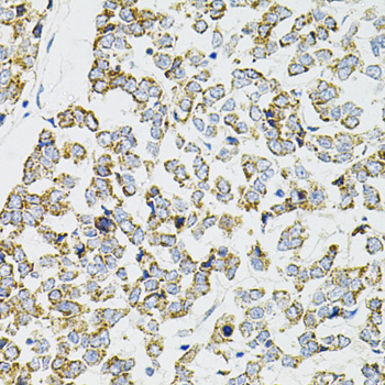 Anti-PPP1CA Antibody (CAB12468)