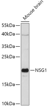 Anti-NSG1 Antibody (CAB17685)