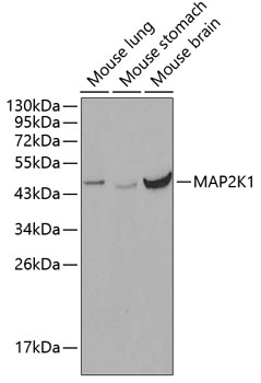 Anti-MAP2K1 Antibody (CAB0252)