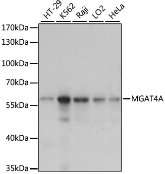 Anti-MGAT4A Antibody (CAB15401)