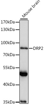 Anti-DRP2 Antibody (CAB15663)