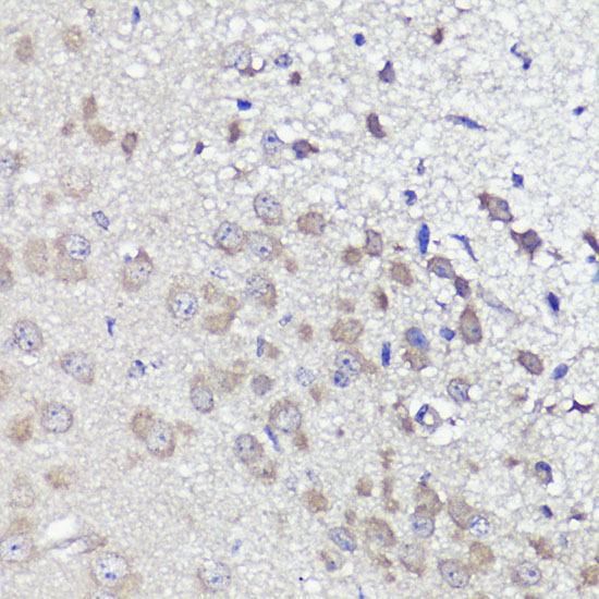 Anti-UBL3 Antibody (CAB4028)