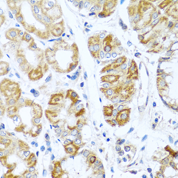 Anti-INHBC Antibody (CAB7559)