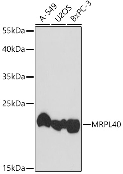 Anti-MRPL40 Antibody (CAB18191)