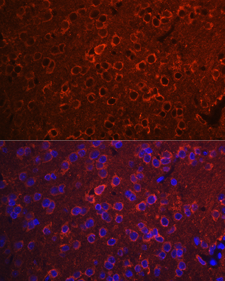 Anti-YWHAZ Antibody (CAB7639)