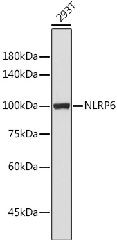 Anti-NLRP6 Antibody (CAB15628)