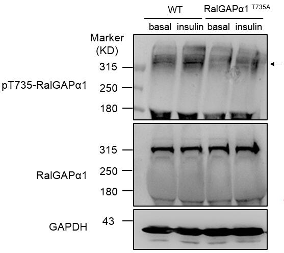 Anti-Phospho-RALGAPA1-Thr735 Antibody (CABP0908)