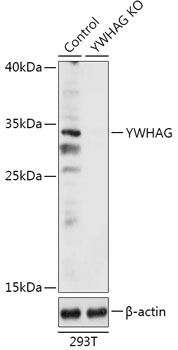 Anti-YWHAG Antibody [KO Validated] (CAB18060)