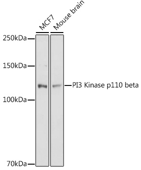 Anti-PI3 Kinase p110 beta Antibody (CAB0982)