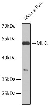 Anti-MLKL Antibody [KO Validated] (CAB13451)