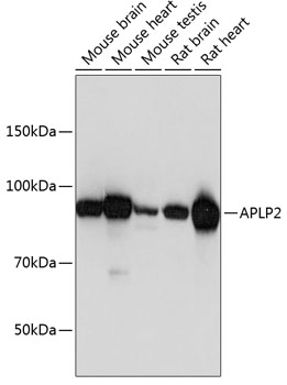 Anti-APLP2 Antibody (CAB5455)