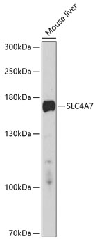 Anti-SLC4A7 Antibody (CAB10271)