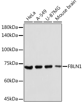 Anti-FBLN1 Antibody (CAB16046)