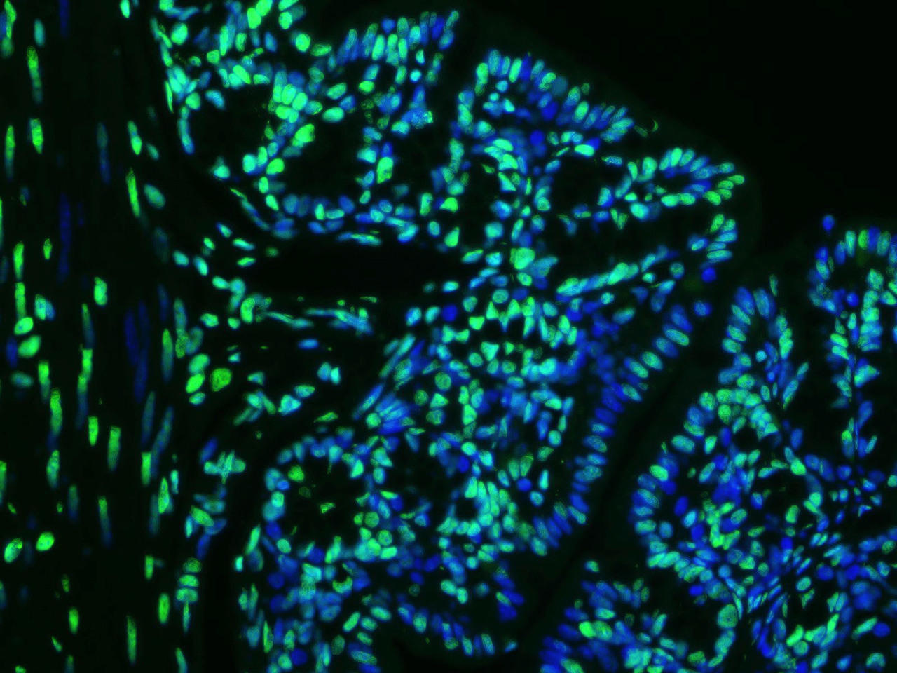 Paraffin embedded mouse colon was treated with DNAse I to fragment the DNA. DNA strand breaks showed intense fluorescent staining in DNAse I treated sample (green). The cells were counterstained with DAPI (blue).