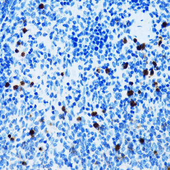 Anti-SPN Antibody (CAB6412)