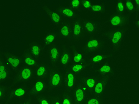 Anti-POLR2J Antibody (CAB1843)