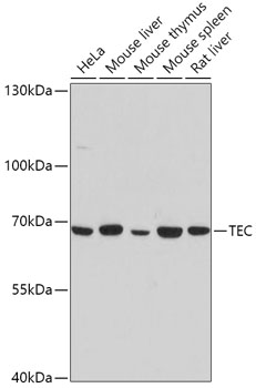 Anti-TEC Antibody (CAB0189)