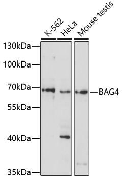 Anti-BAG4 Antibody (CAB17052)