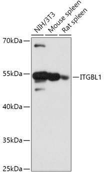 Anti-ITGBL1 Antibody (CAB17592)