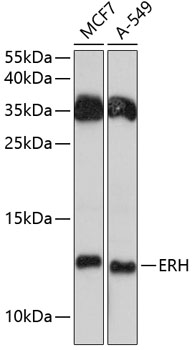 Anti-ERH Antibody (CAB12271)