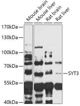 Anti-SYT3 Antibody (CAB17790)