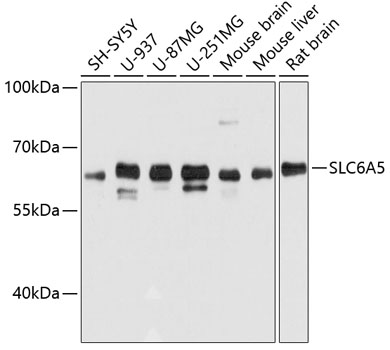 Anti-SLC6A5 Antibody (CAB11647)