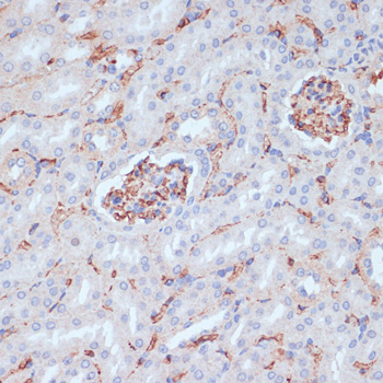 Anti-CD34 Antibody (CAB13929)